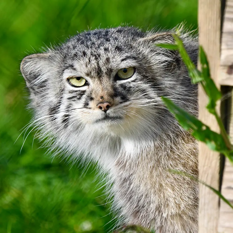 A photograph of Tuya in Port Lympne Wild Animal Park