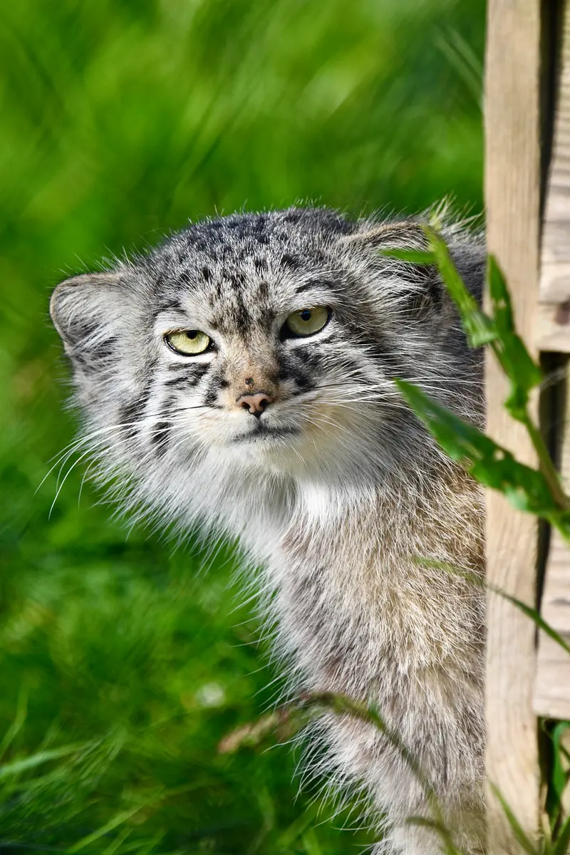 A photograph of Tuya in Port Lympne Wild Animal Park