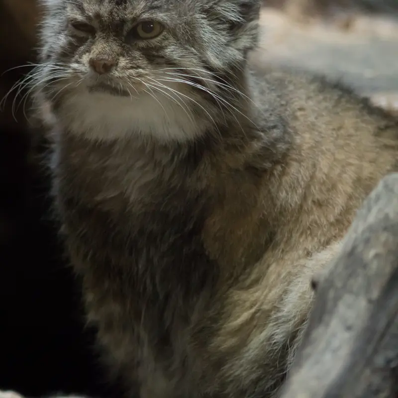 A photograph of Primula in Ueno Zoological Gardens