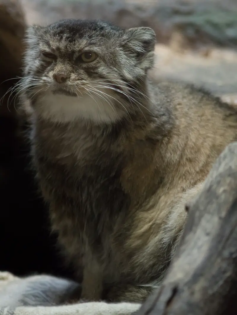 A photograph of Primula in Ueno Zoological Gardens