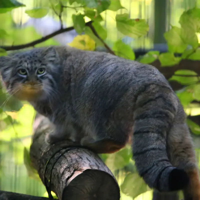 A photograph of Tsas in Kraków Zoo