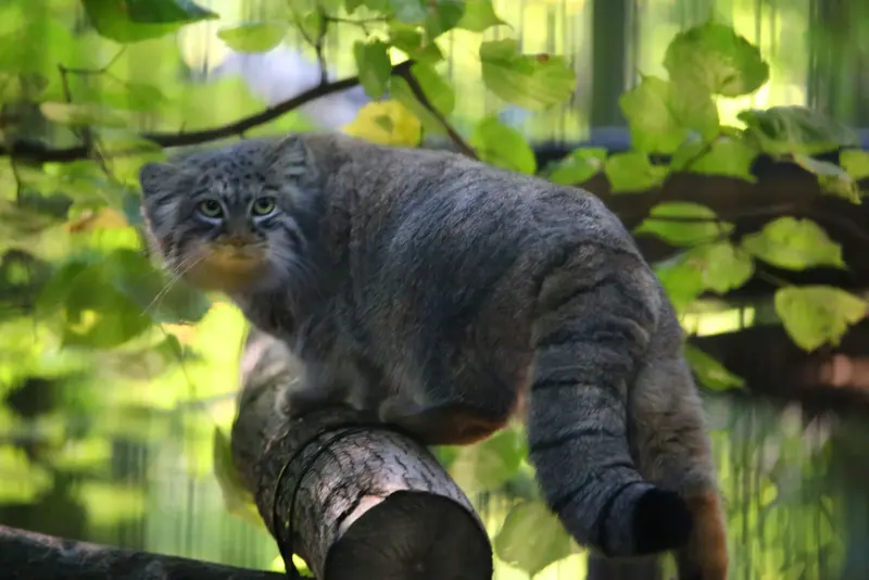A photograph of Tsas in Kraków Zoo