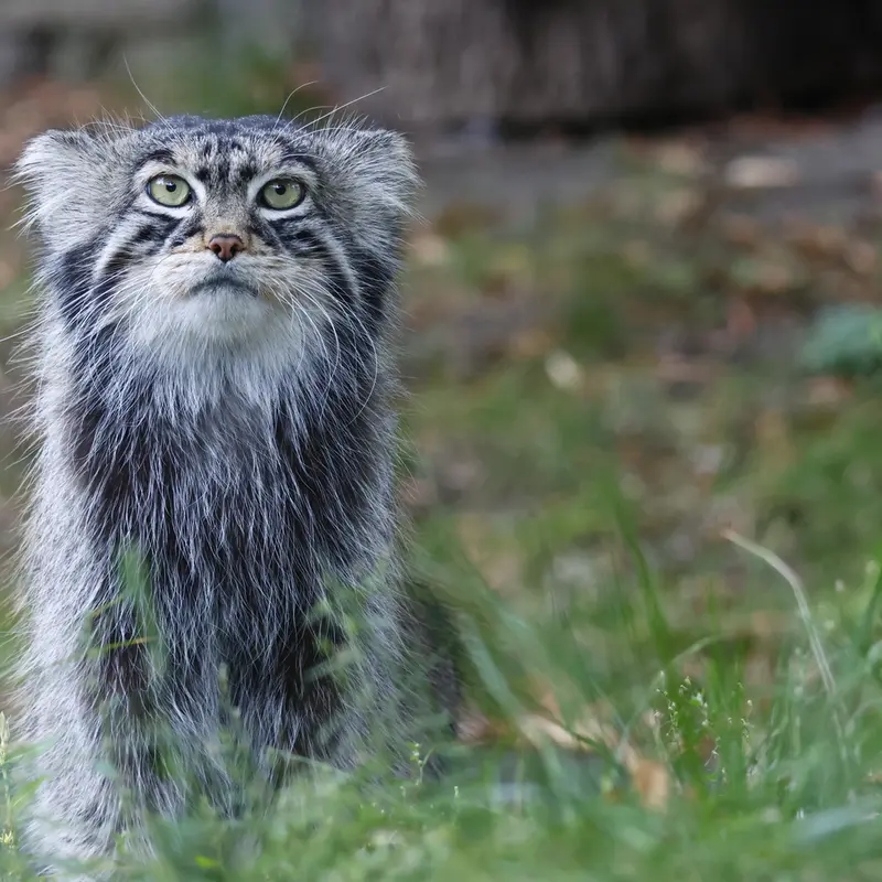 A photograph of a Pallas's cat