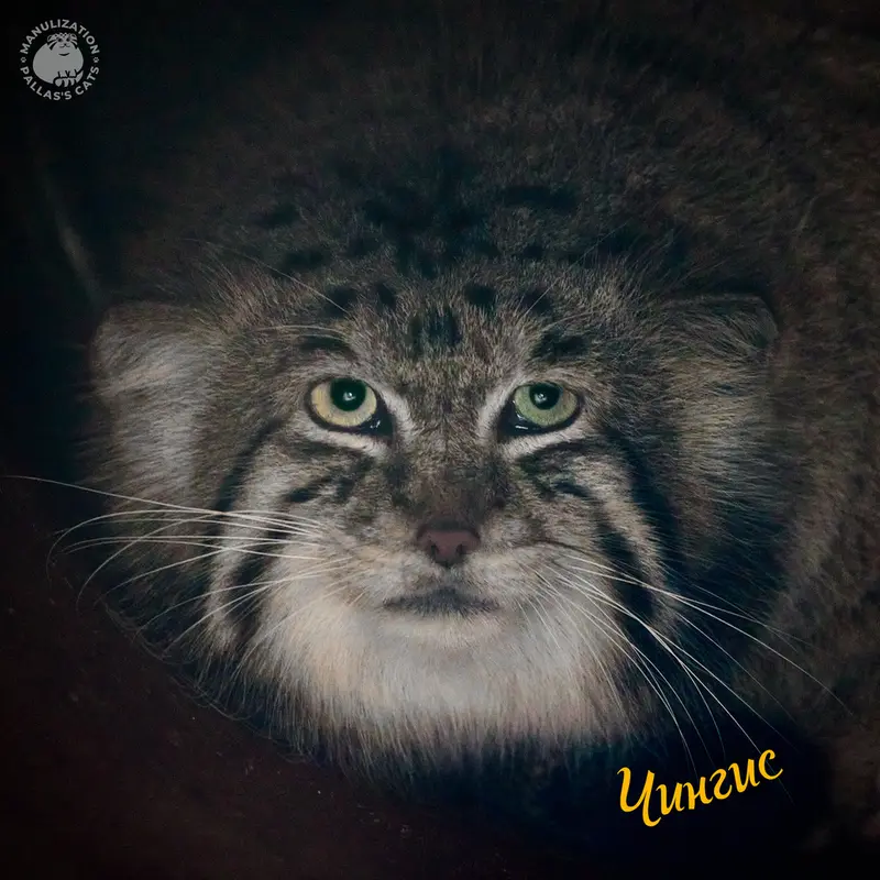 The Mysterious Manuls of Kraków Zoo: the manuls who totally manul-napped us!