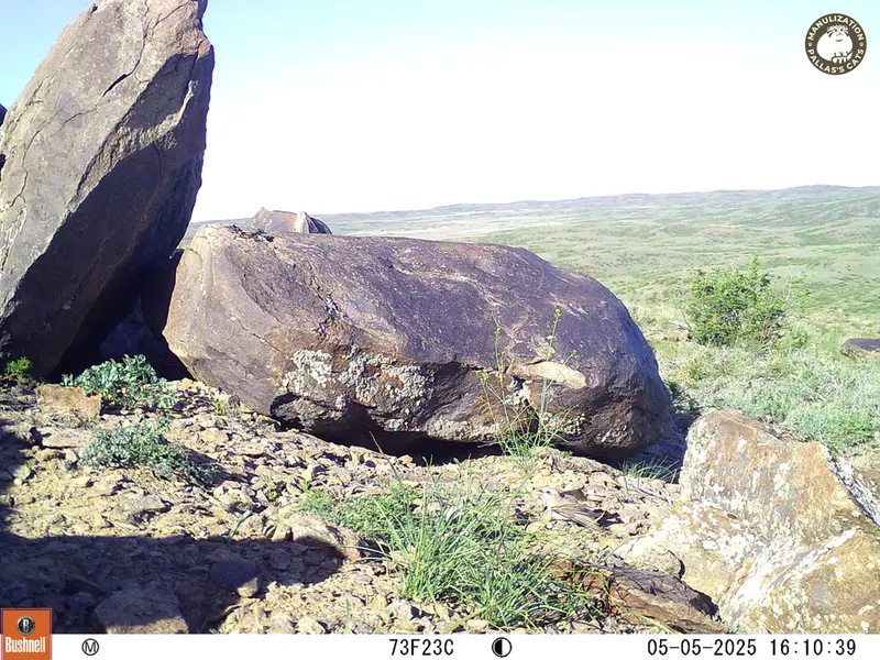 A photograph of a Pallas&#039;s cat from Koshkar camera trap