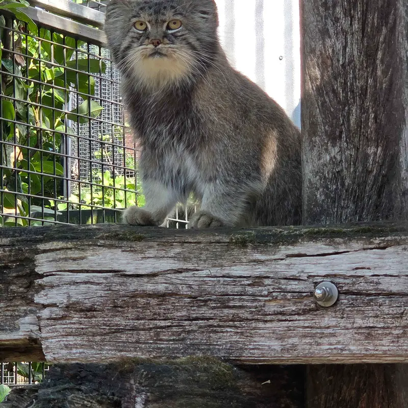 A photograph of Aldan in Zie-Zoo