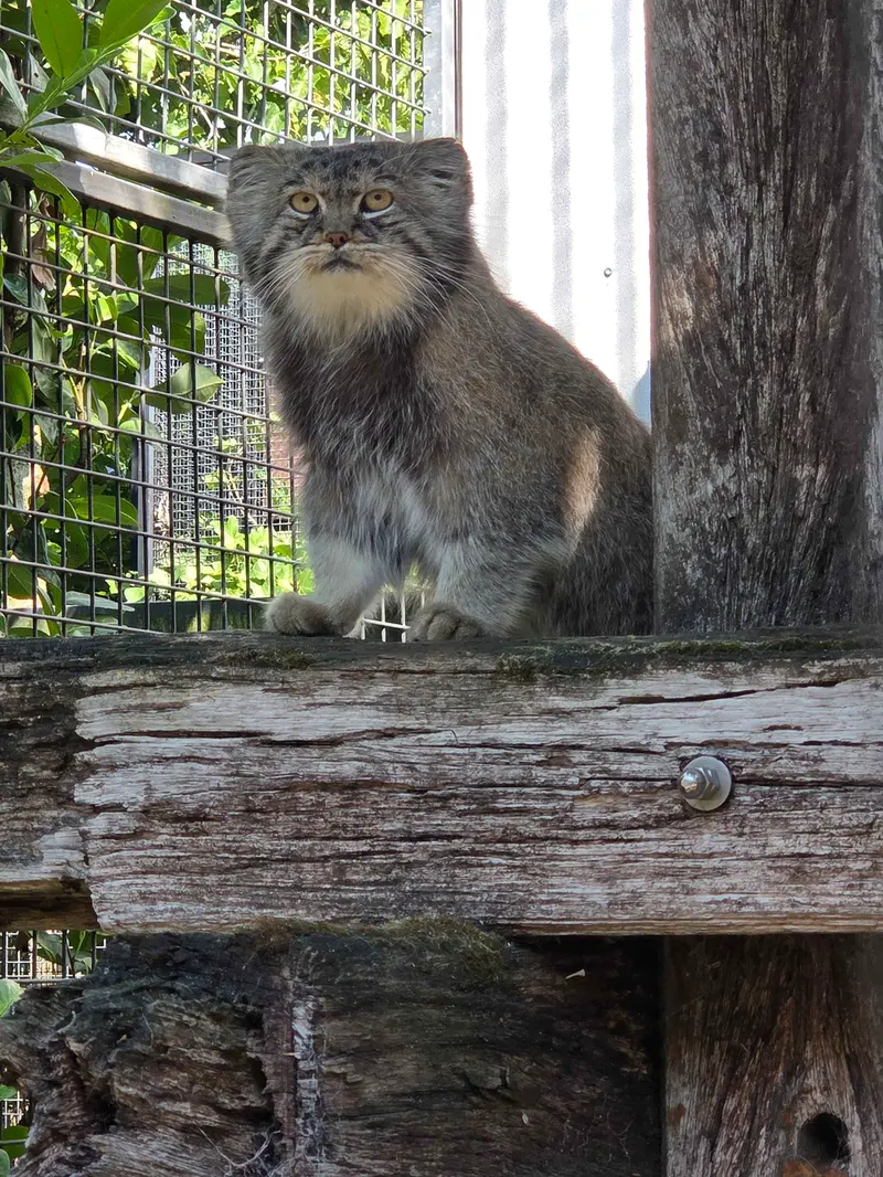 A photograph of Aldan in Zie-Zoo