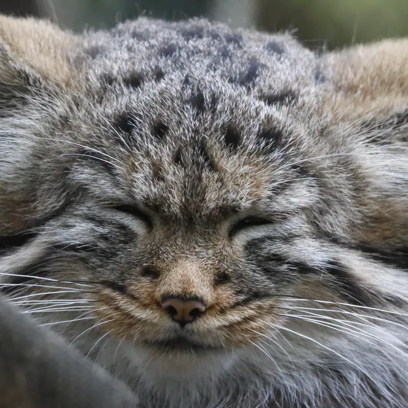 A photograph of Georgette in Novosibirsk Zoo