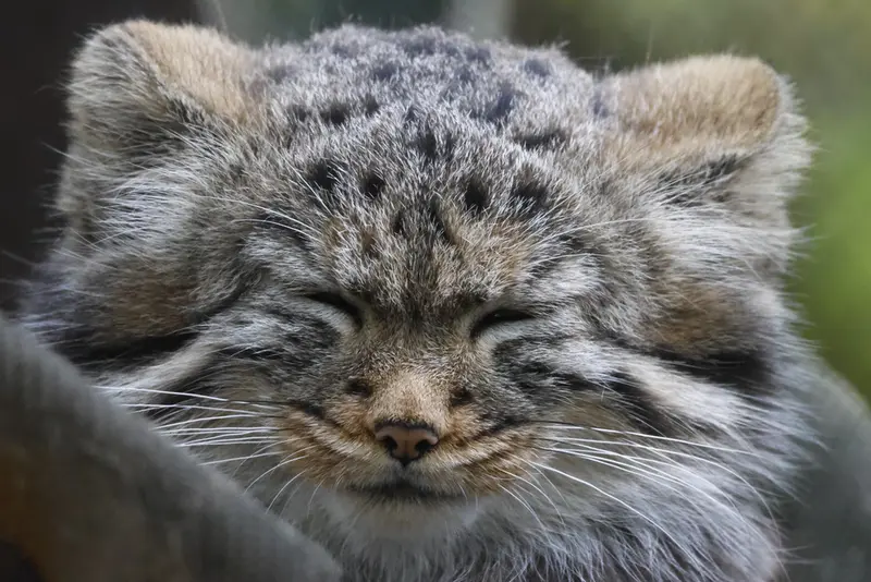 A photograph of a Pallas's cat in Novosibirsk Zoo
