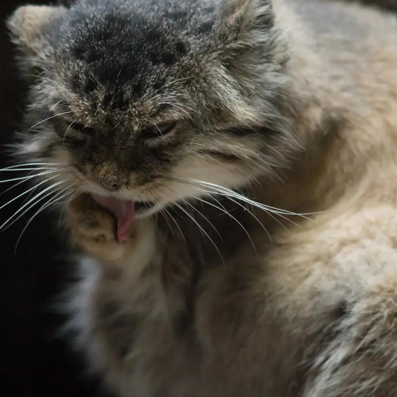 A photograph of Primula in Ueno Zoological Gardens