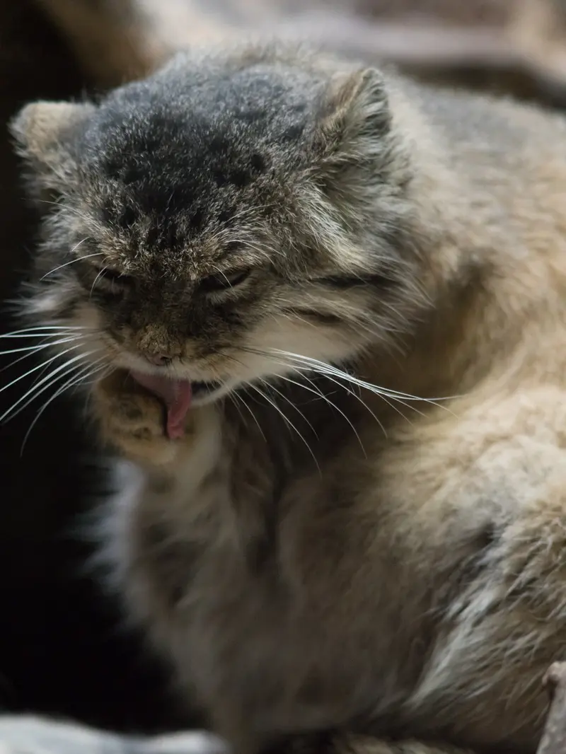 A photograph of Primula in Ueno Zoological Gardens