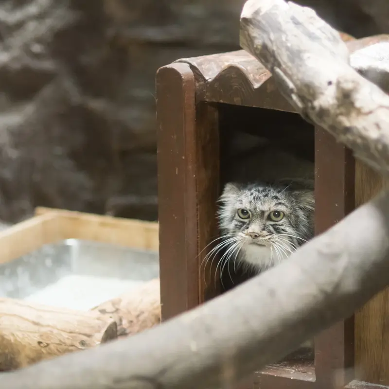 A photograph of Shafran in Ueno Zoological Gardens