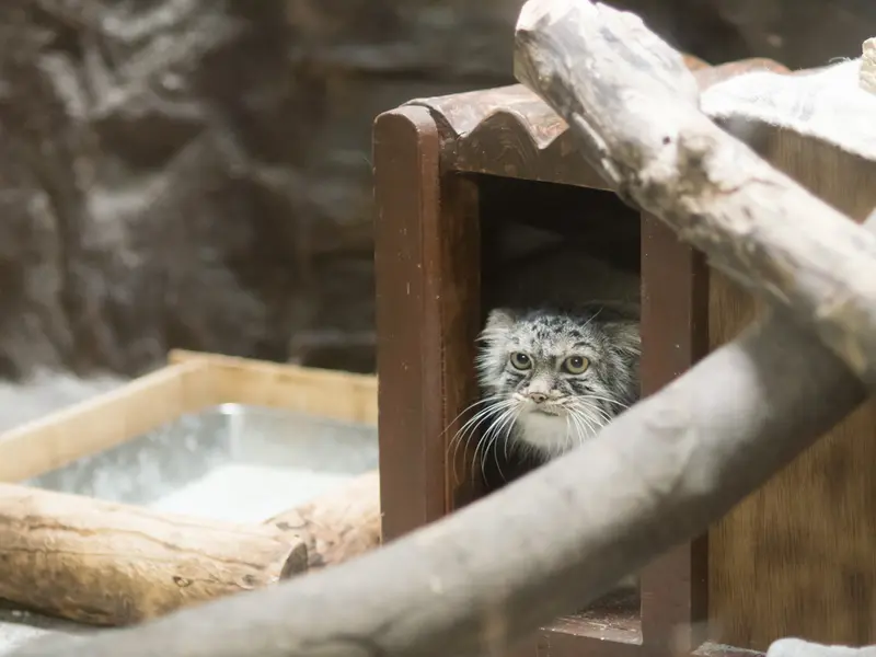 A photograph of Shafran in Ueno Zoological Gardens