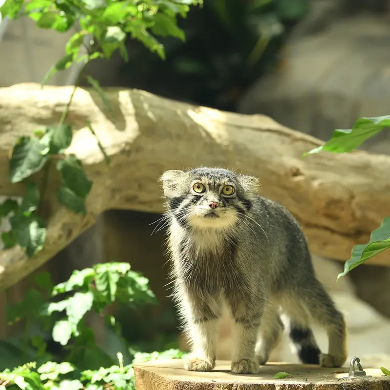 A photograph of Nar in Kobe Animal Kingdom