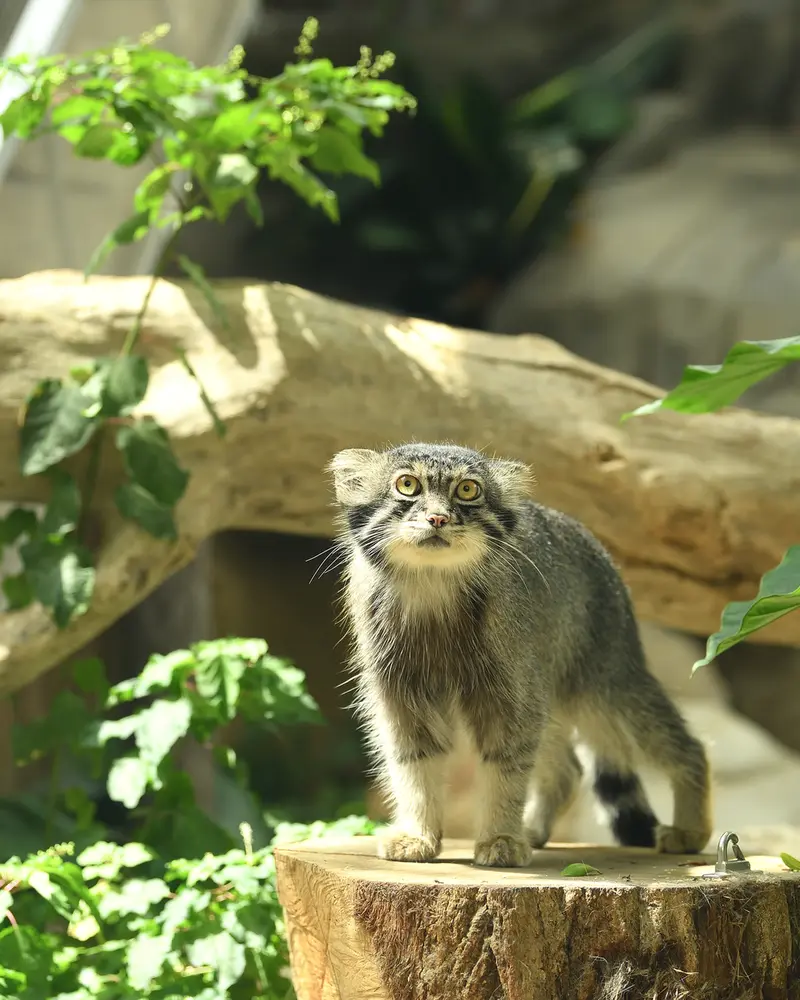A photograph of Nar in Kobe Animal Kingdom