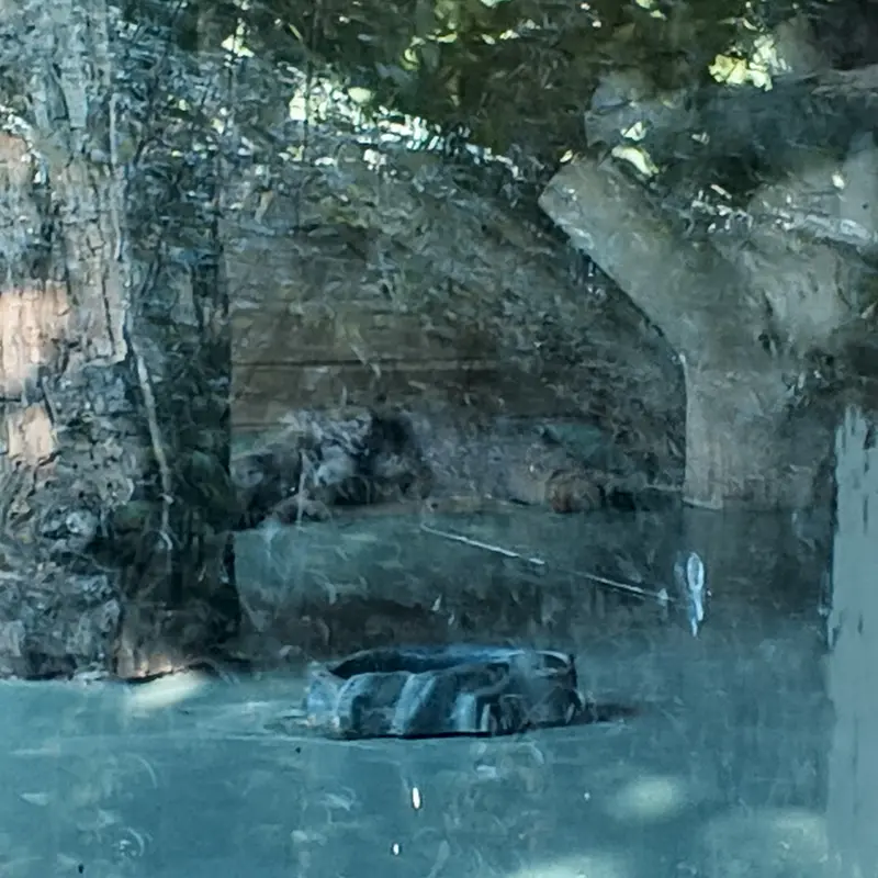 A photograph of Naré in Yerevan Zoo