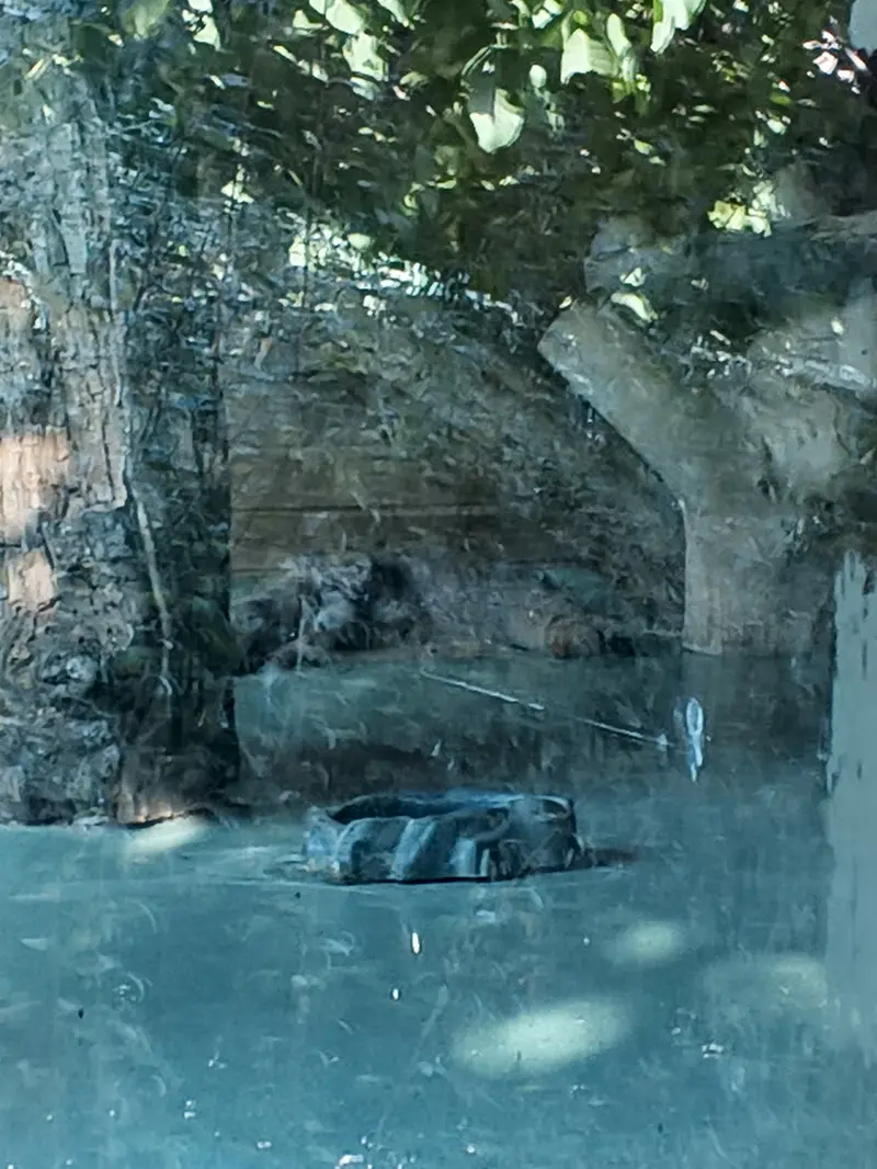 A photograph of Naré in Yerevan Zoo