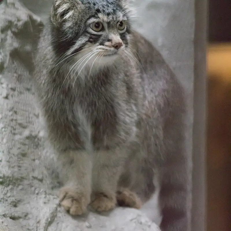 A photograph of Figa in Nogeyama Zoo