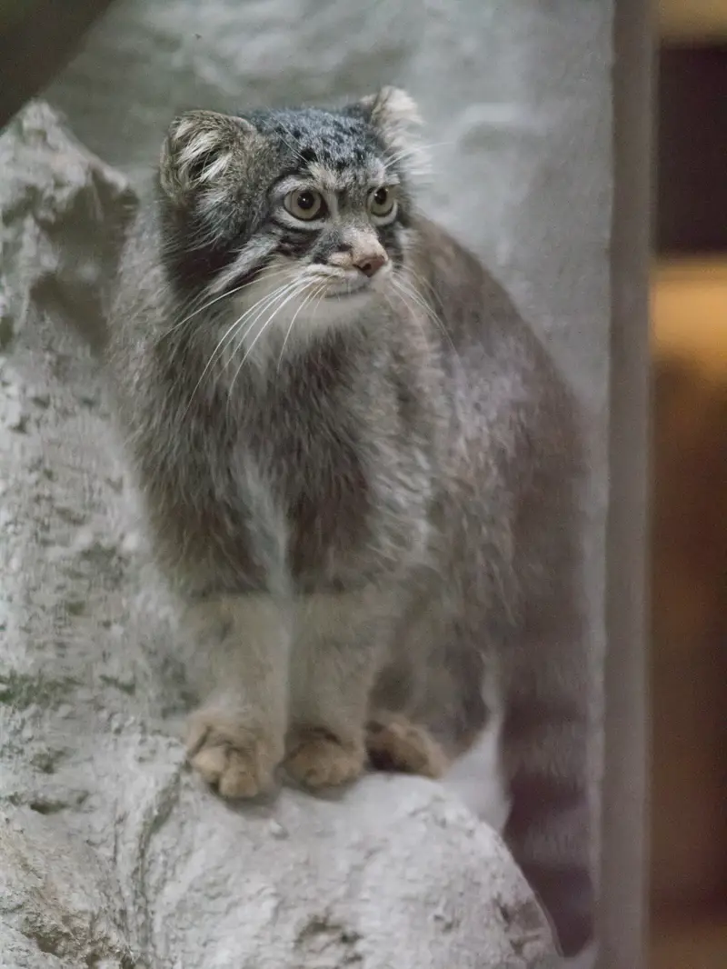 A photograph of Figa in Nogeyama Zoo