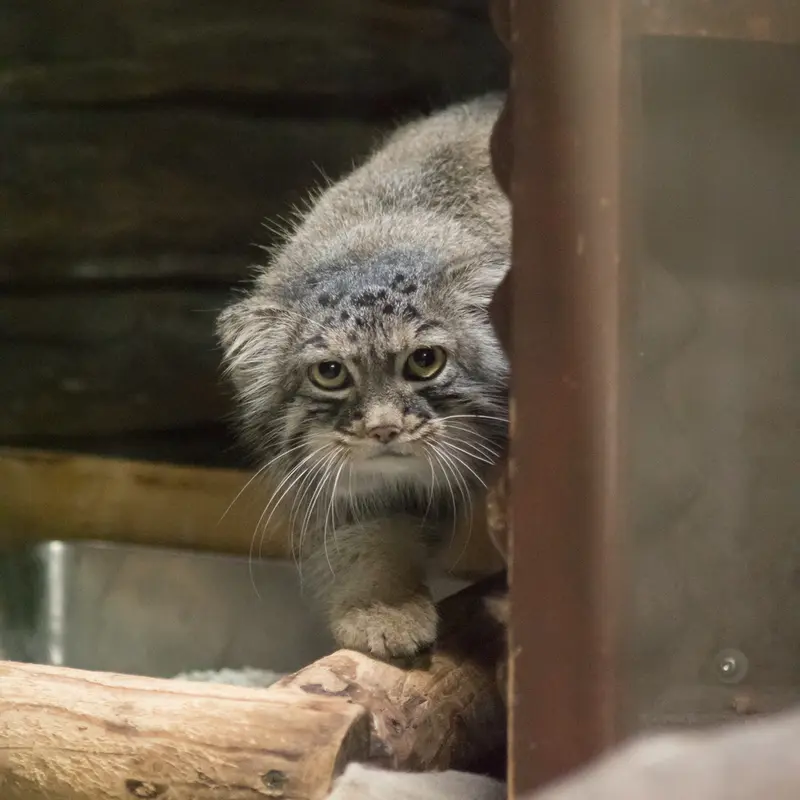 A photograph of Shafran in Ueno Zoological Gardens