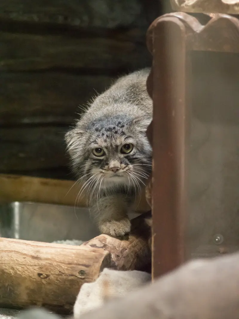 A photograph of Shafran in Ueno Zoological Gardens