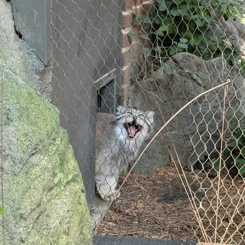 A photograph of Batu in Prospect Park Zoo