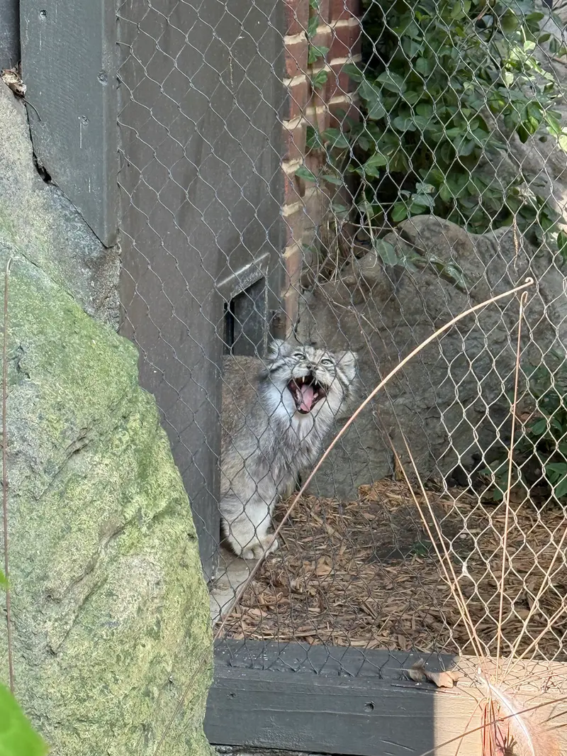 A photograph of Batu in Prospect Park Zoo