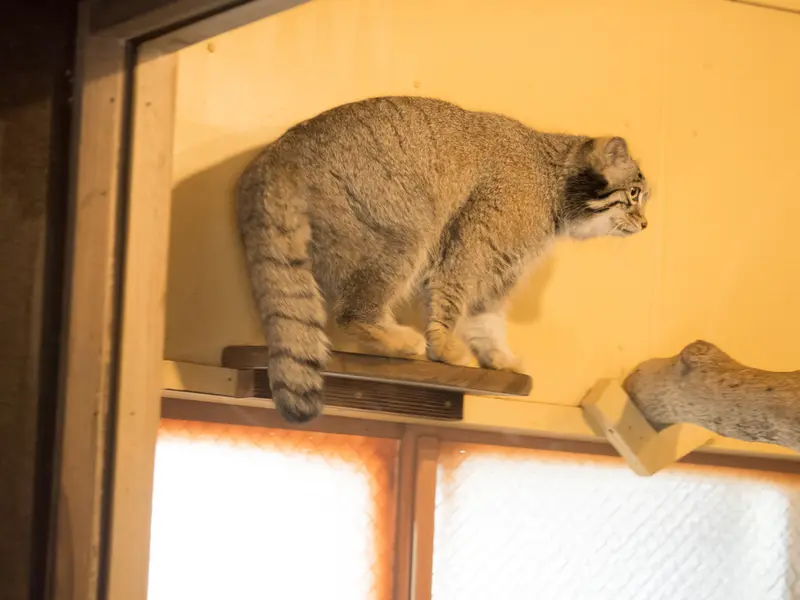 A photograph of Oto in Saitama Children's Zoo