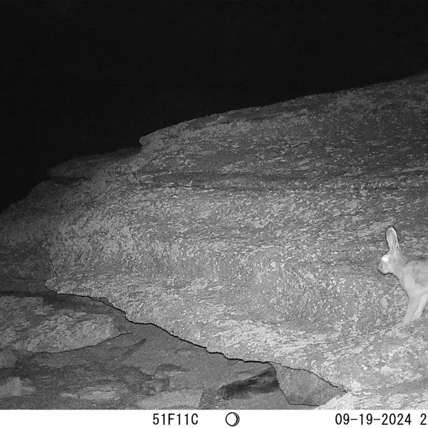 A photograph of Hare from Bektauata 1 camera trap