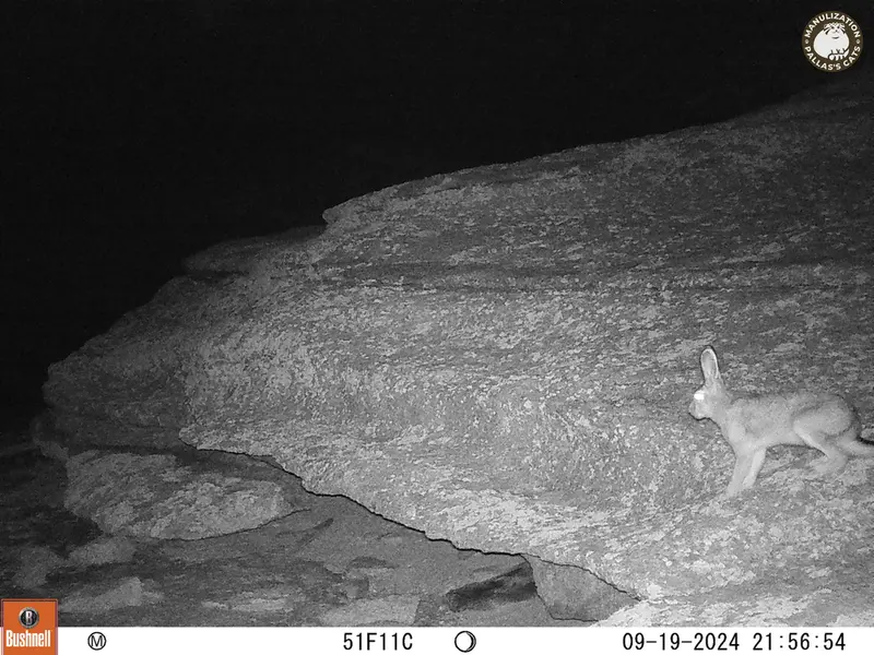 A photograph of Hare from Bektauata 1 camera trap