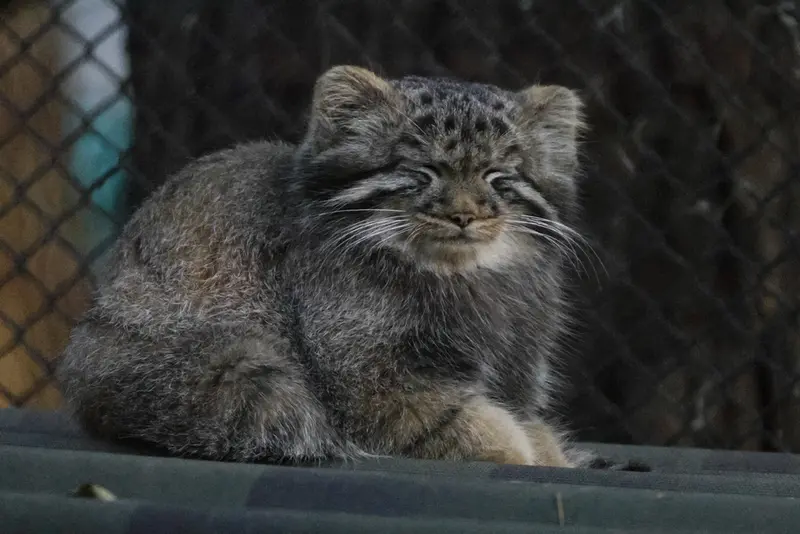 A photograph of a Pallas's cat in Novosibirsk Zoo