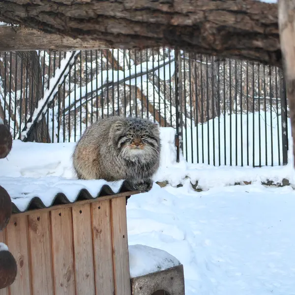 A photograph of Son of Lolo 2024 Ⅲ in Novosibirsk Zoo