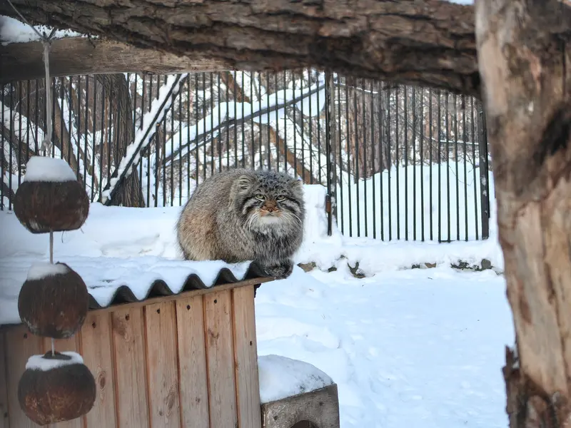 A photograph of Son of Lolo 2024 Ⅲ in Novosibirsk Zoo