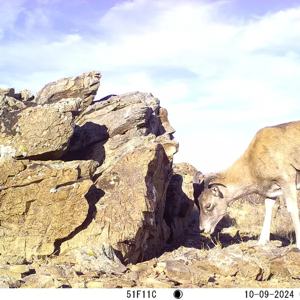 A photograph of Argali from Karashoky camera trap