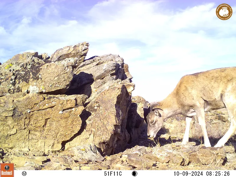 A photograph of Argali from Karashoky camera trap