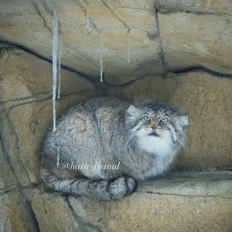 A photograph of Polly in Nasu Animal Kingdom