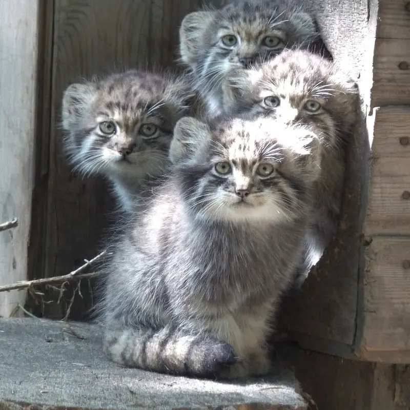 A photograph of Bandit, Son of Mia 2022 Ⅲ, Daughter of Mia 2022 Ⅳ, and Bayun in Novosibirsk Zoo