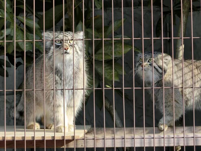 A photograph of Honey and Lev in Higashiyama Zoo and Botanical Gardens