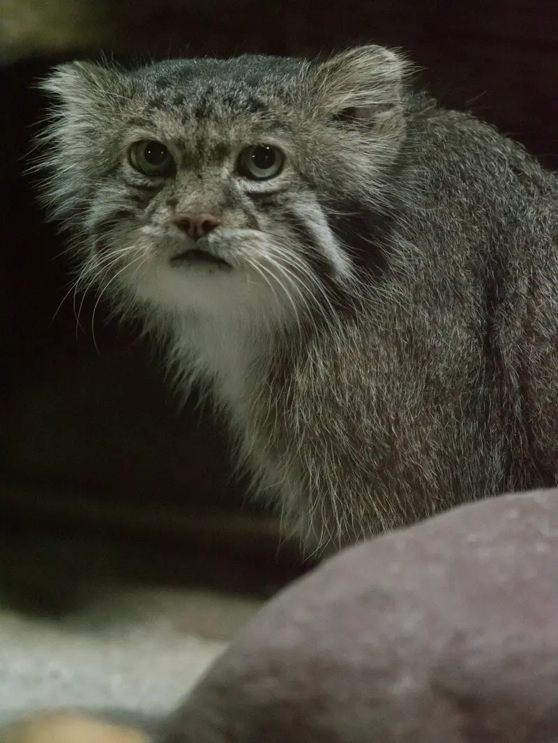 A photograph of Klyon in Ueno Zoological Gardens