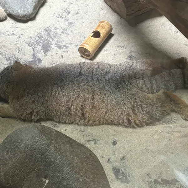 A photograph of Abrikos in Ueno Zoological Gardens