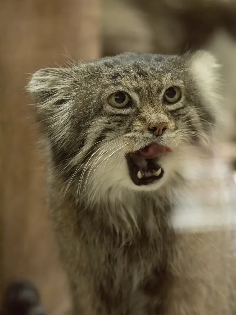 A photograph of Klyon in Ueno Zoological Gardens