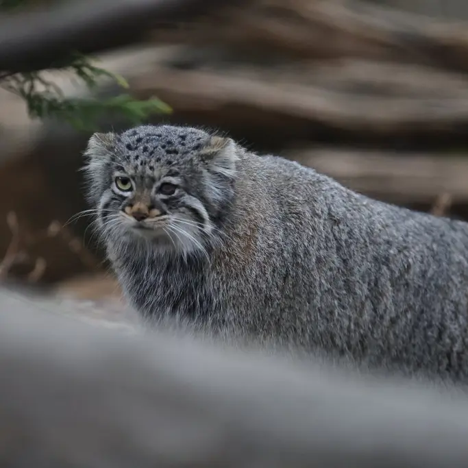 A photograph of Abrikos in Nasu Animal Kingdom