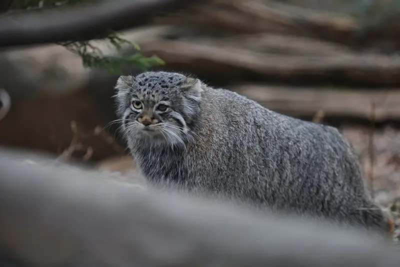 A photograph of Abrikos in Nasu Animal Kingdom