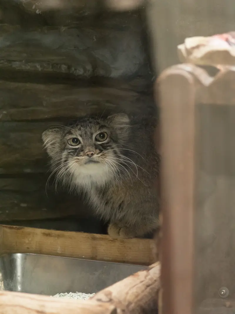 A photograph of Shafran in Ueno Zoological Gardens