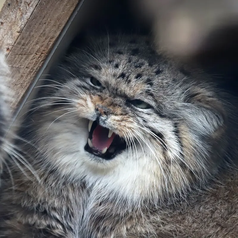 Pomponnette the Pallas's cat from Lille Zoo