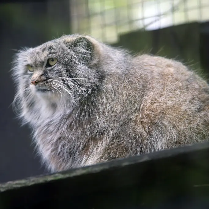 A photograph of Aysen in Košice Zoo