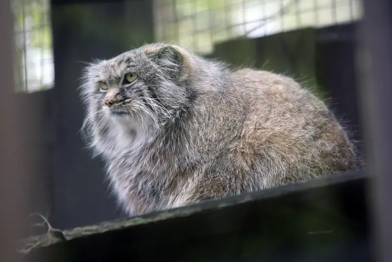 A photograph of Aysen in Košice Zoo