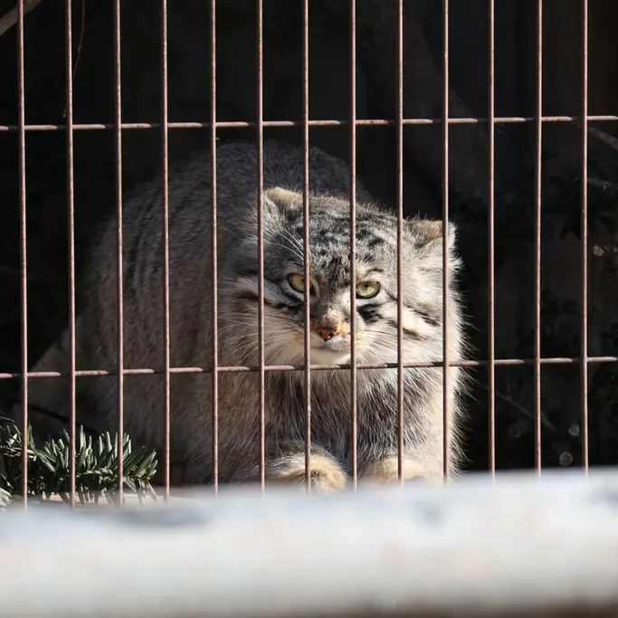 A photograph of a Pallas's cat in Higashiyama Zoo and Botanical Gardens