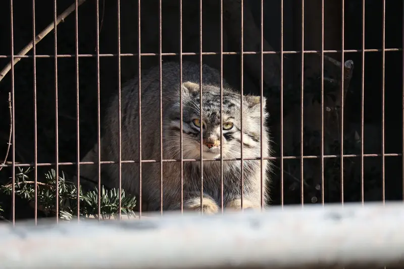 A photograph of a Pallas's cat in Higashiyama Zoo and Botanical Gardens