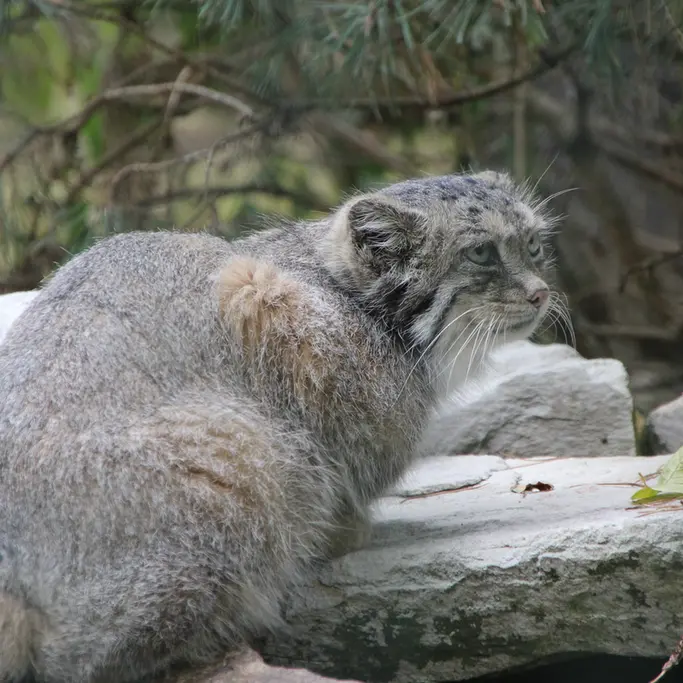 A photograph of Fay in Opel Zoo